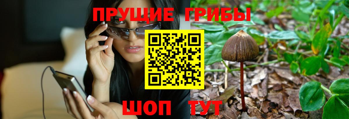 Галлюциногенные грибы GOLDEN TEACHER  Вход с VPN  Прокопьевск 
